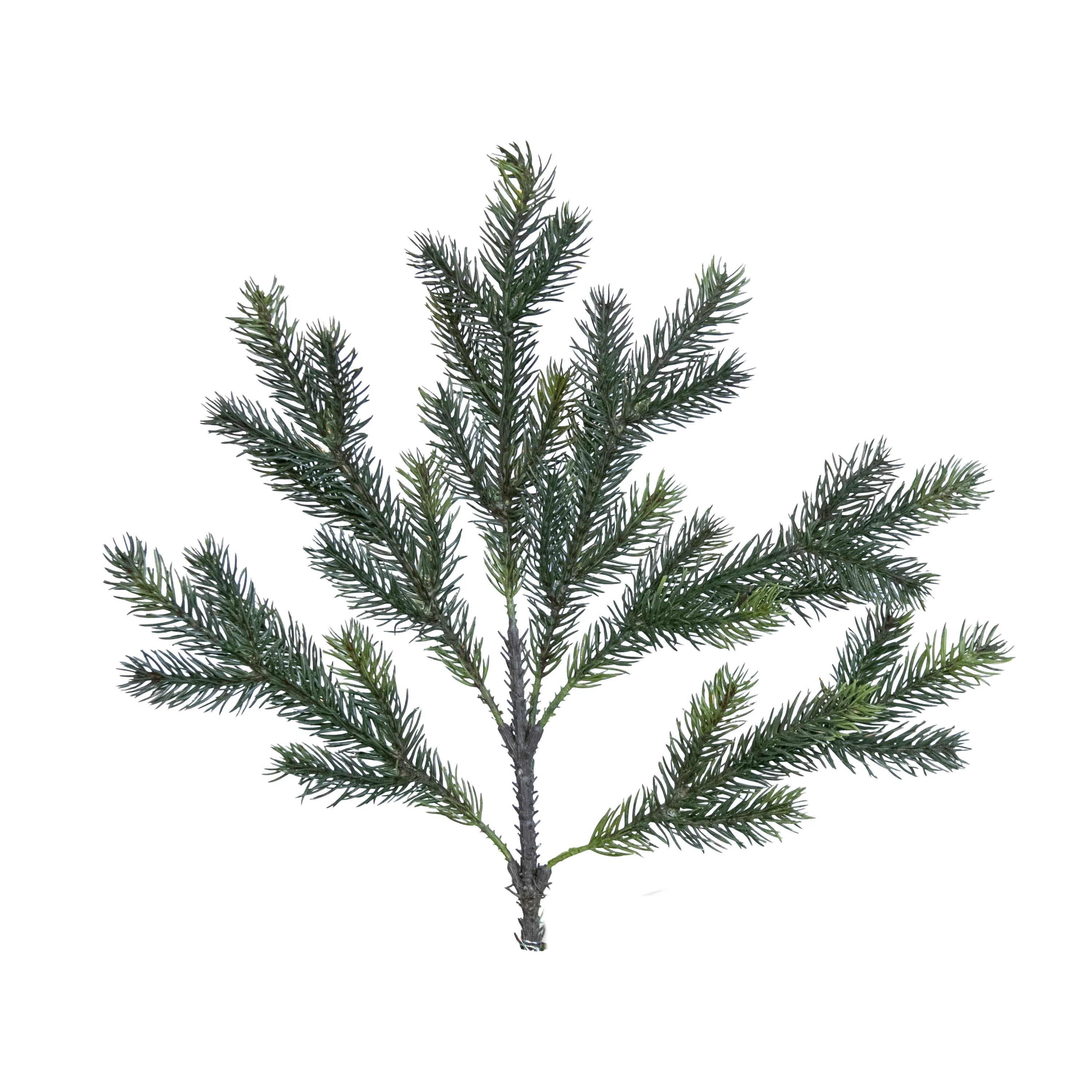 Angel Pine Spray, 6 Tips