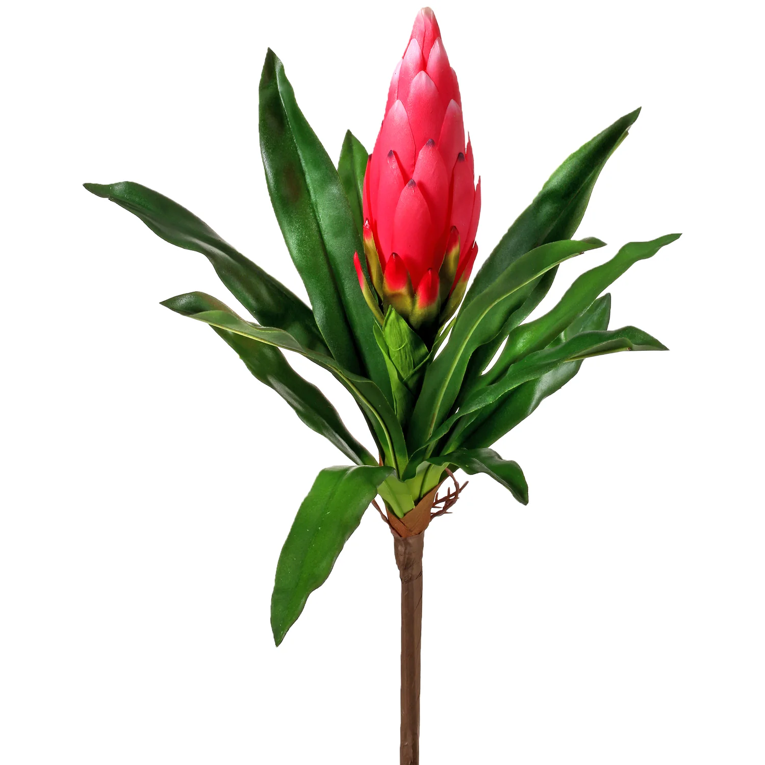 Citrus Bromeliad Plant 16" (sold individually) - Image 2