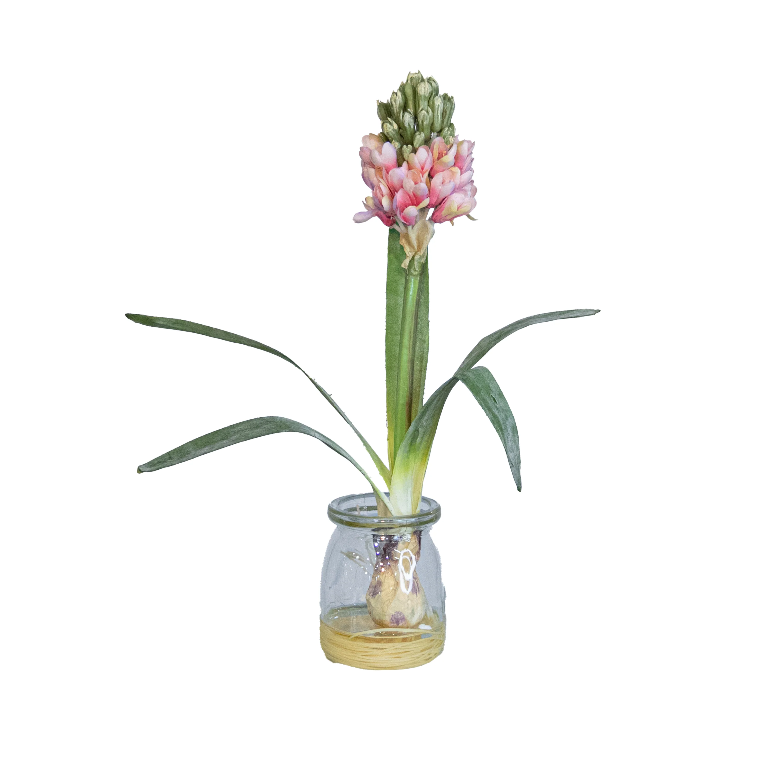 Hyacinth w/ Bulb in Glass, 12"