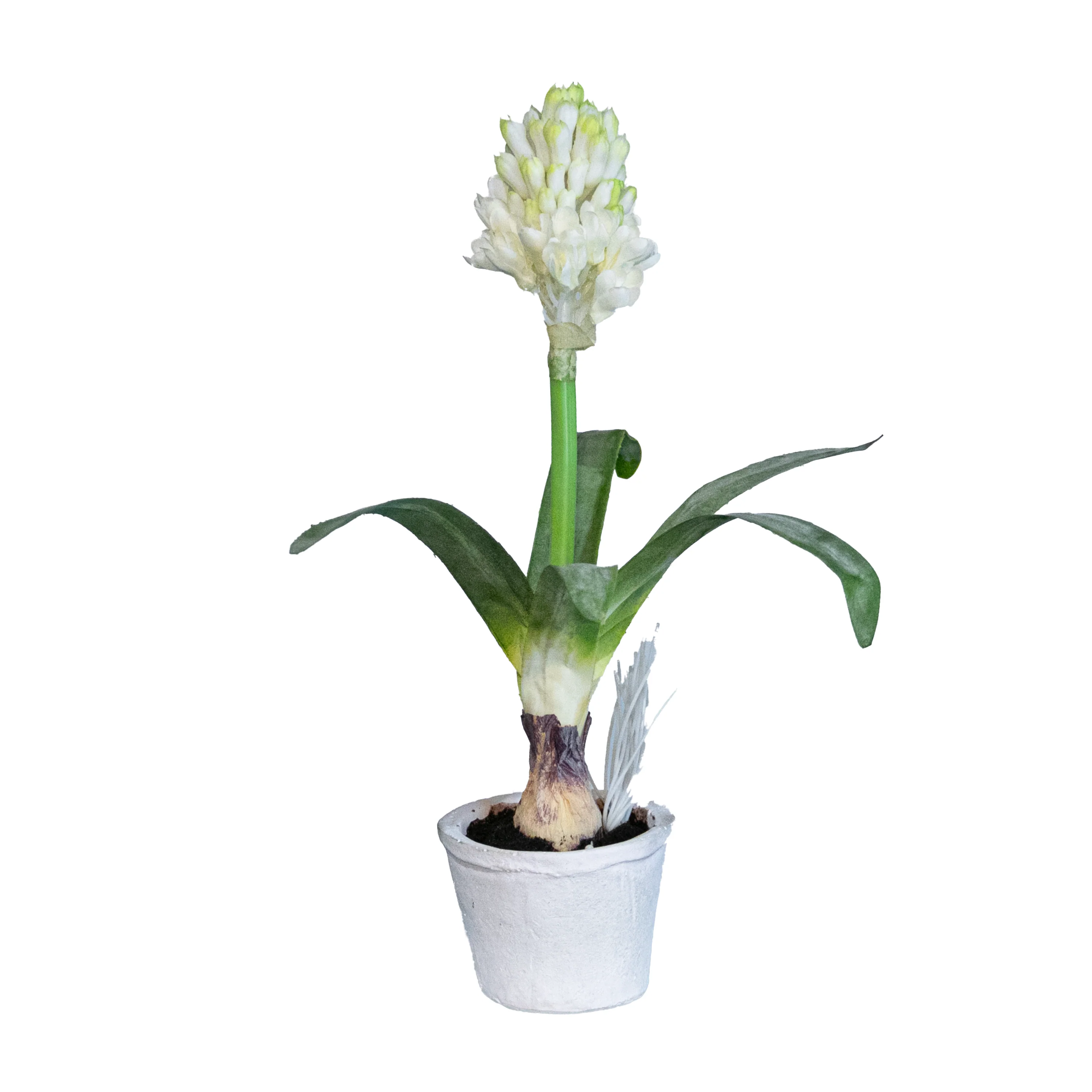 Hyacinth w/ Bulb in Pot, White, 12"
