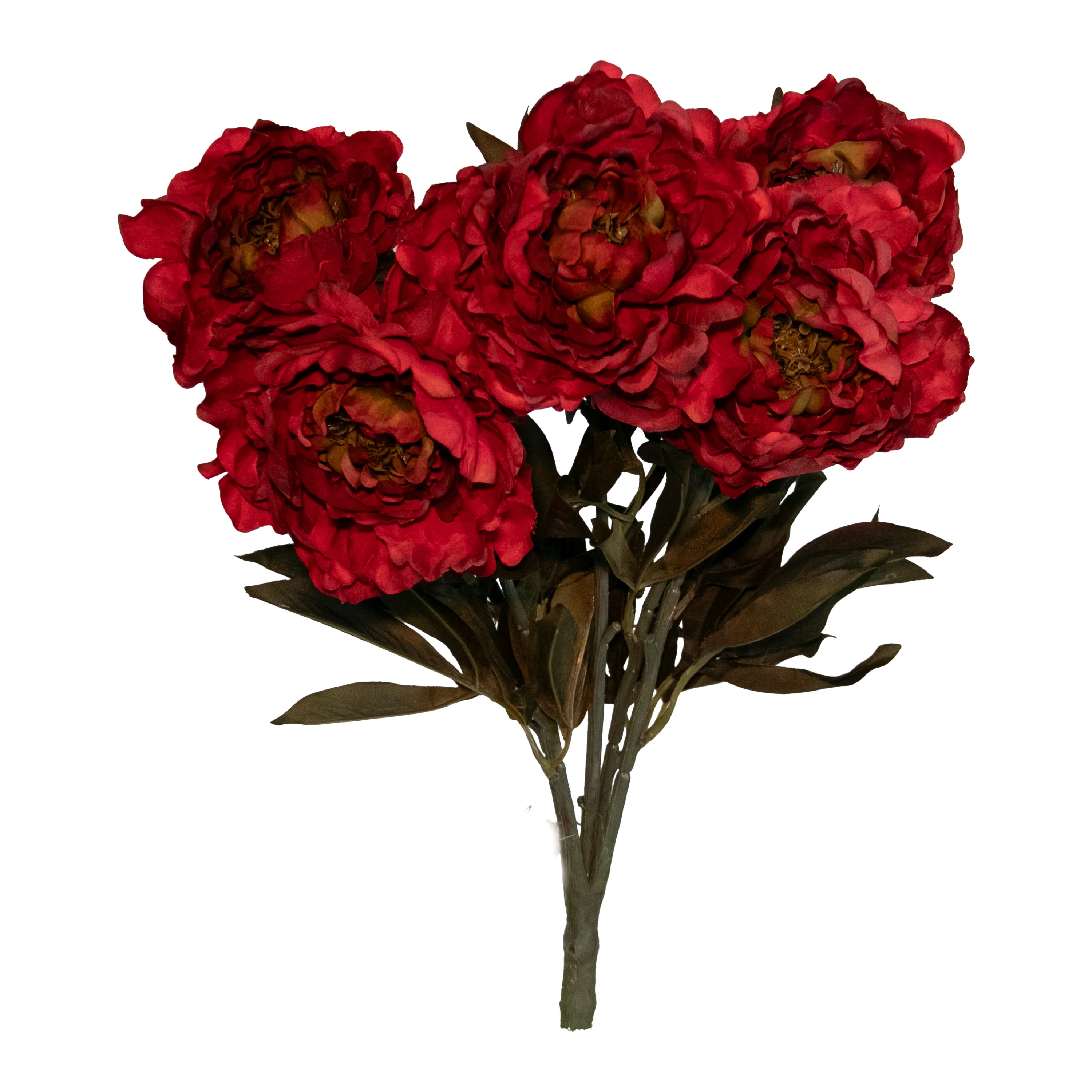 Peony Bush x 5, Dark Red, 21.5"