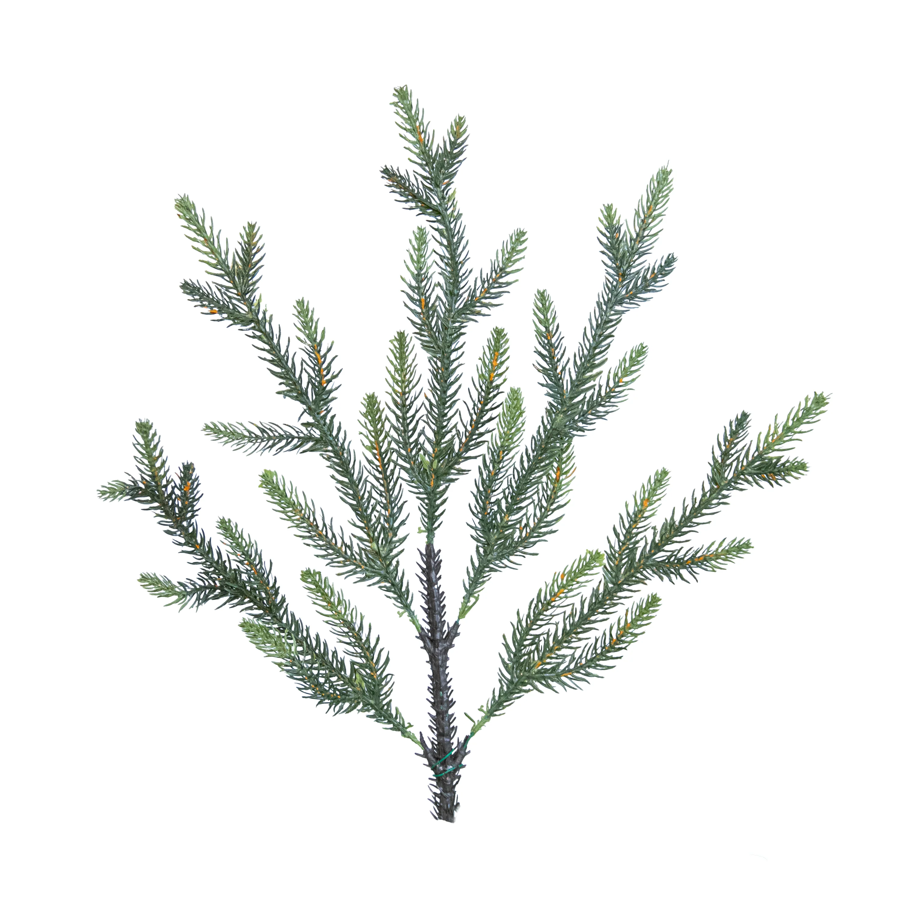 Pine Branch - 5 Tip, Large, 17"