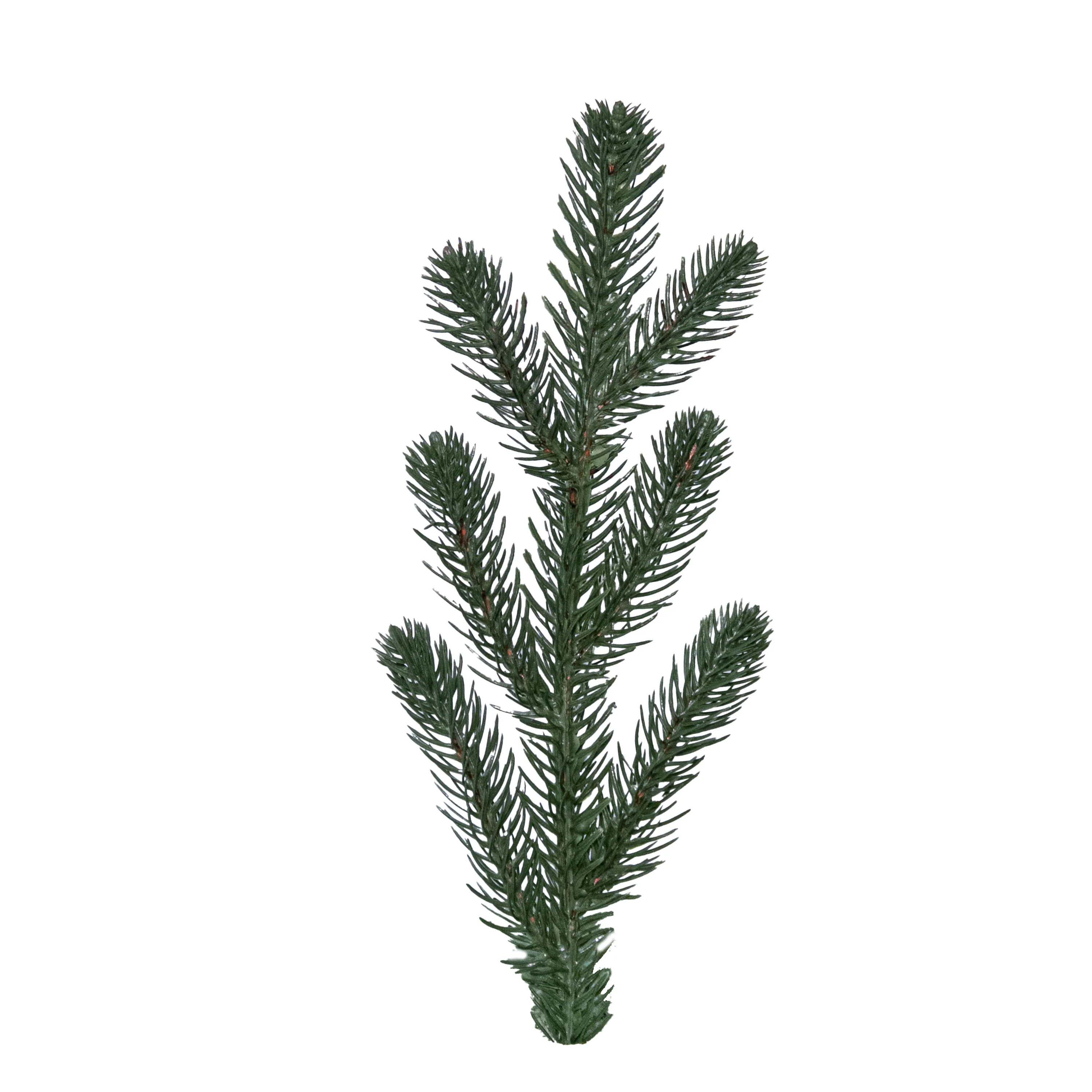 Round Pine, 10" (7 Tip)